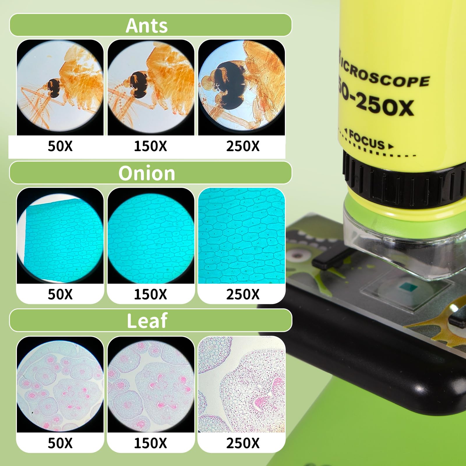 Todeco 50X-250X Microscope pour Enfants, Microscope de Poche et de Table 2 en 1, avec Zoom éclairé par LED, pour Les Enfants, Les étudiants, l'observation microbiologique