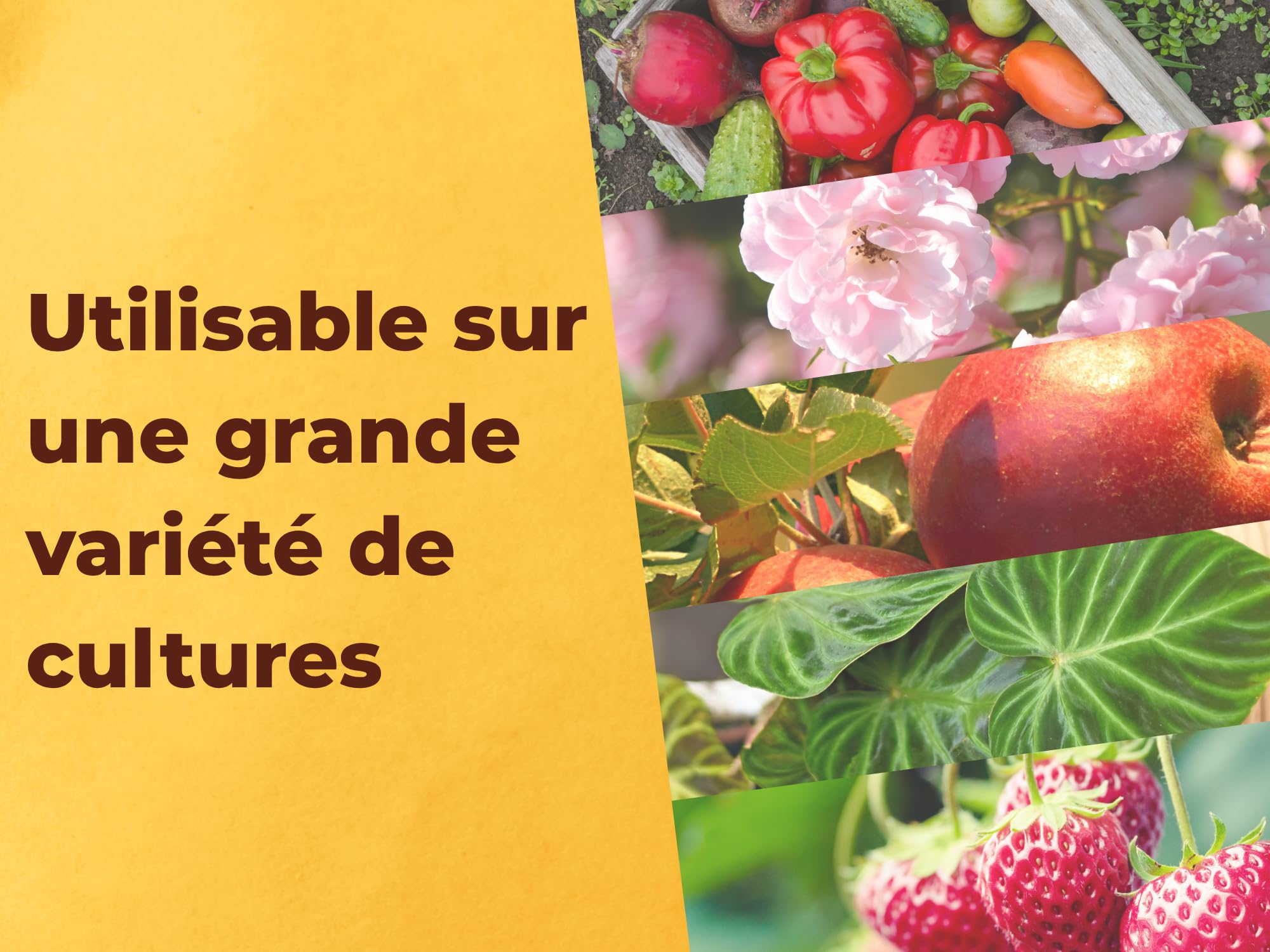 SOLABIOL Anti-Insectes Polyvalents - Action Rapide - 100ml | Effets Visibles en 3h - Pucerons, Cochenilles, Aleurodes - Utilisable en Agriculture Biologique - SOLIPOLY100N