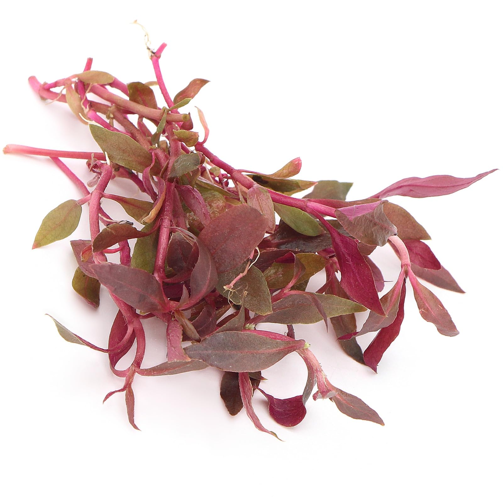 Alternanthera Reineckii Mini Live Aquarium Plants Foreground Midground for Freshwater Tropical Tank K2aqua