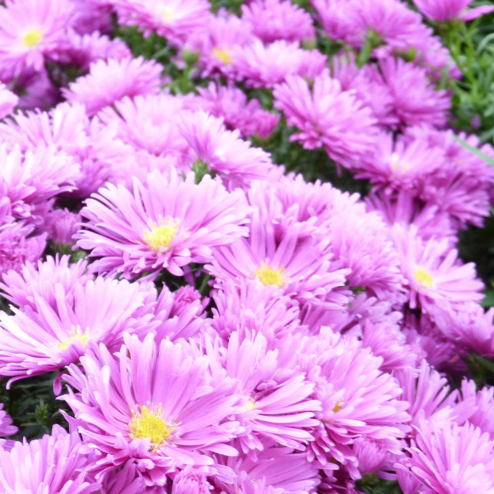 Aster dumosus Tonga Symphyotrichum Novi-belgii Tonga Hardy Perennial Purple Flowers Ideal for Pots and Containers 2 x 1 Litre Pots