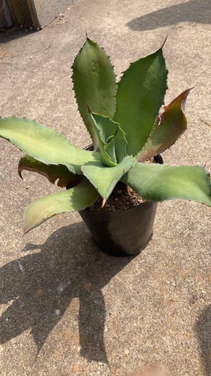 Amazon.co.jp: アガベ クプレアータ 奇巌城 多肉植物 観葉植物 実生