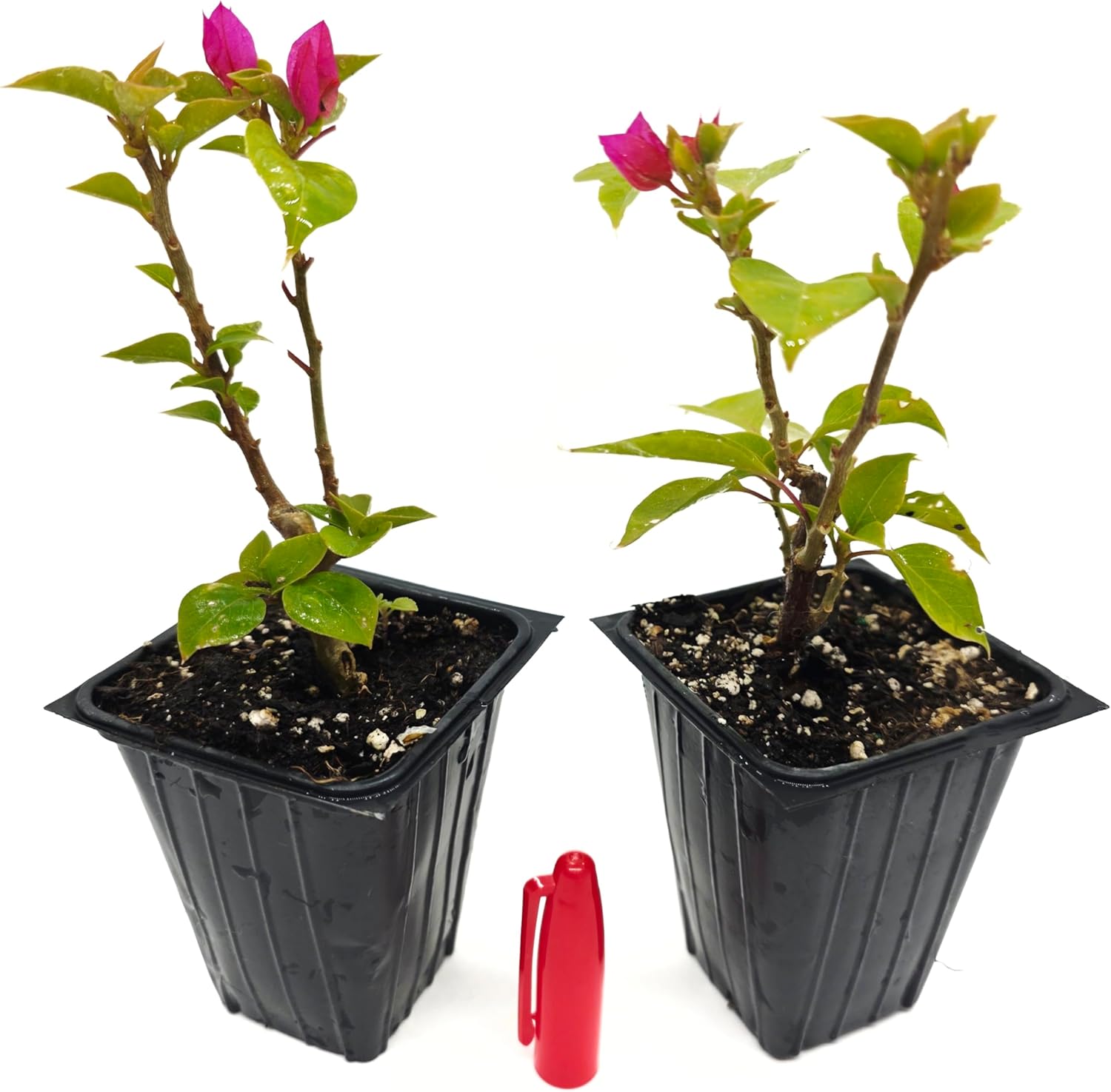 Bougainvillea Plant Live Pink Torch Glow 2 Packs - California Grown -Low Maintenance air Purifying