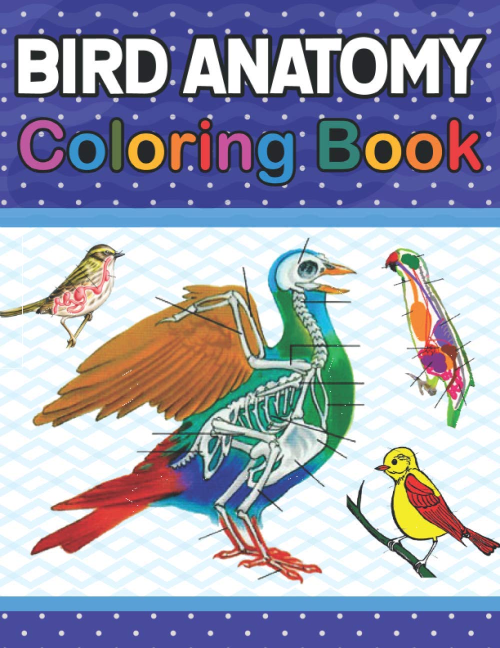 Bird Anatomy Coloring Book: Bird Anatomy Coloring Workbook for Kids, Boys, Girls & Adults. Introduction to Bird Anatomy Workbook. Simple Bird Body ... Veterinary Anatomy Coloring Book for Kids.