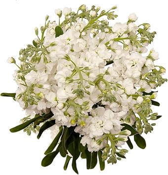 Bloomingmore | Farm Fresh Cut Flowers | Stock, White | 140 Stems | Home, Office, Wedding Decor, DIY, Party Event, Housewarming, Teacher and Engagement