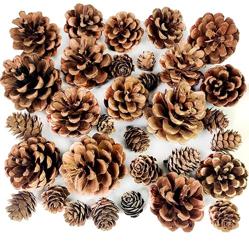 32 PCS Christmas Pine Cones Natural Pinecones for Winter Vase