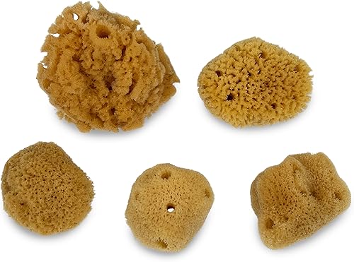 Miniatura 2 de Esponjas de mar naturales de cangrejo ermitaño, paquete de 5 unidades, sin blanquear, proporciona nutrientes, beber más seguro, ayuda a mantener la