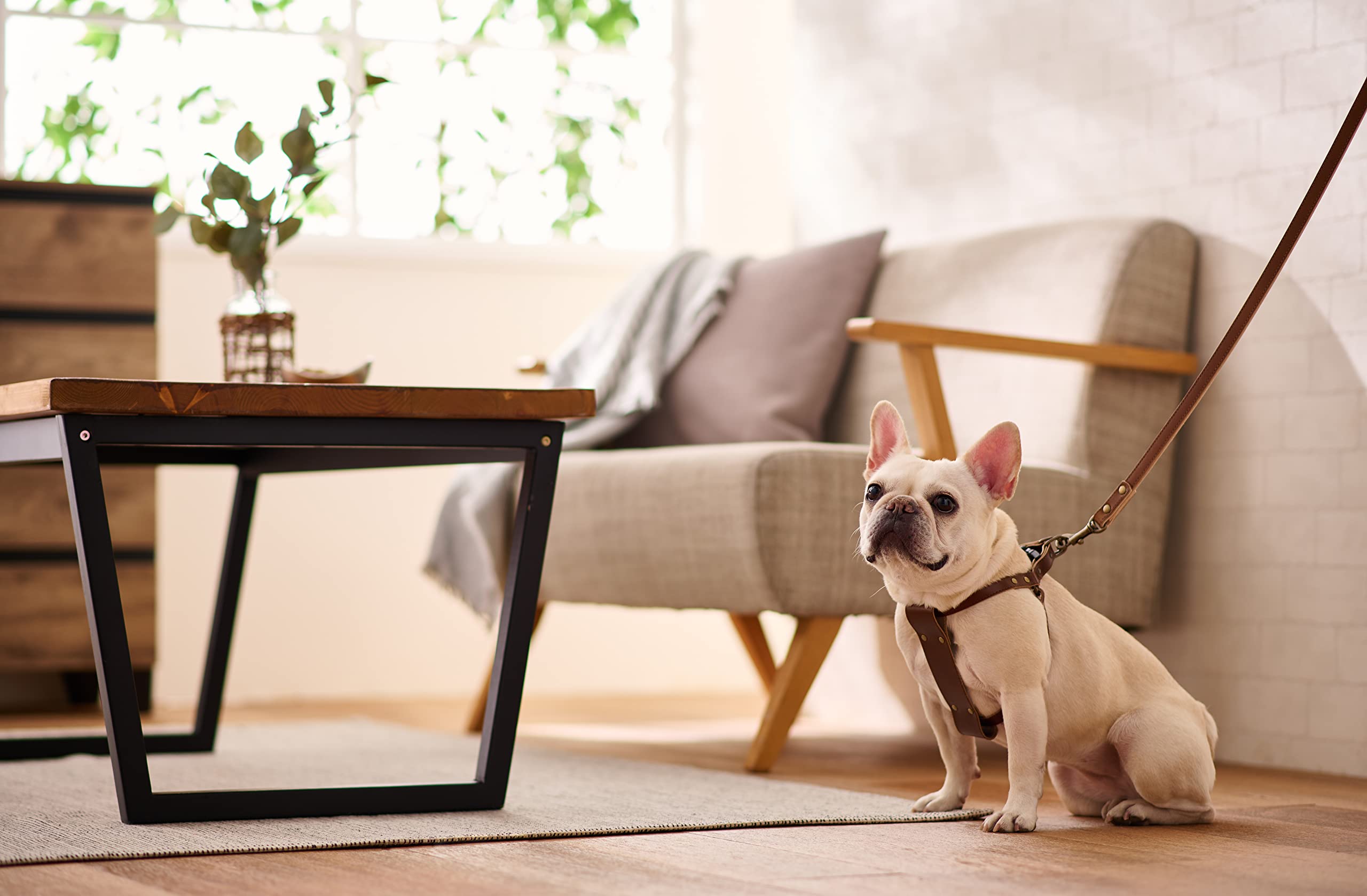 POP Sand Tochigi Leather Dog Leash for Medium Dogs, Dog Lead, Red, Size M, Made in Japan, BONBI ALCON