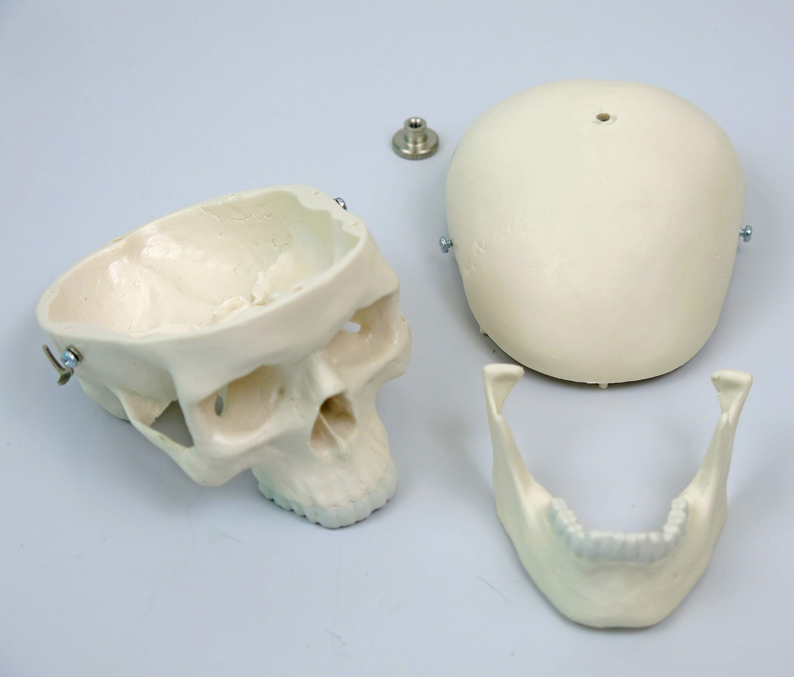 3B Scientific kleines Menschenskelett, Modell „Shorty“, Becken montiert auf einem Sockel A18 + kostenlose Anatomie-Software - 3B Smart Anatomy (evtl. nicht in deutscher Sprache)