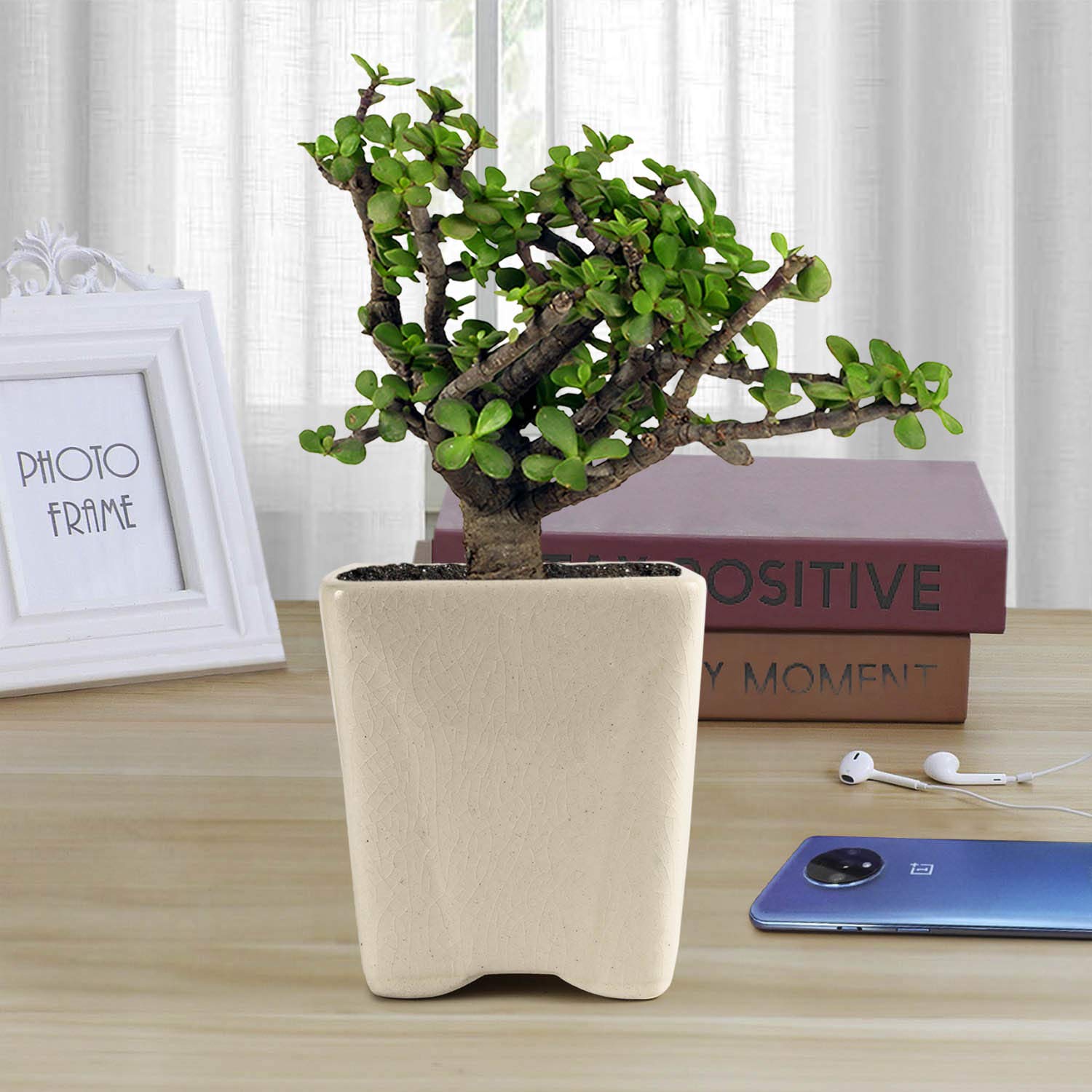 Jade Plant with Ceramic Pot - Good Luck Charm -1