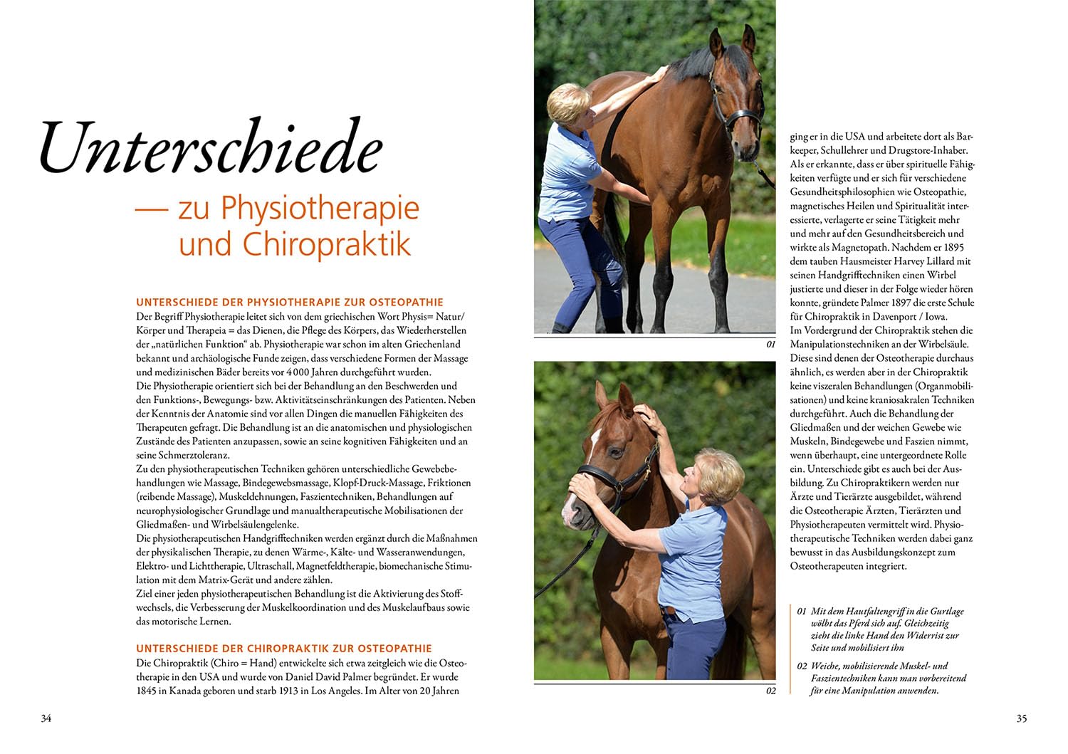 Osteopathie für Pferde: Wissen, Spüren, Behandeln