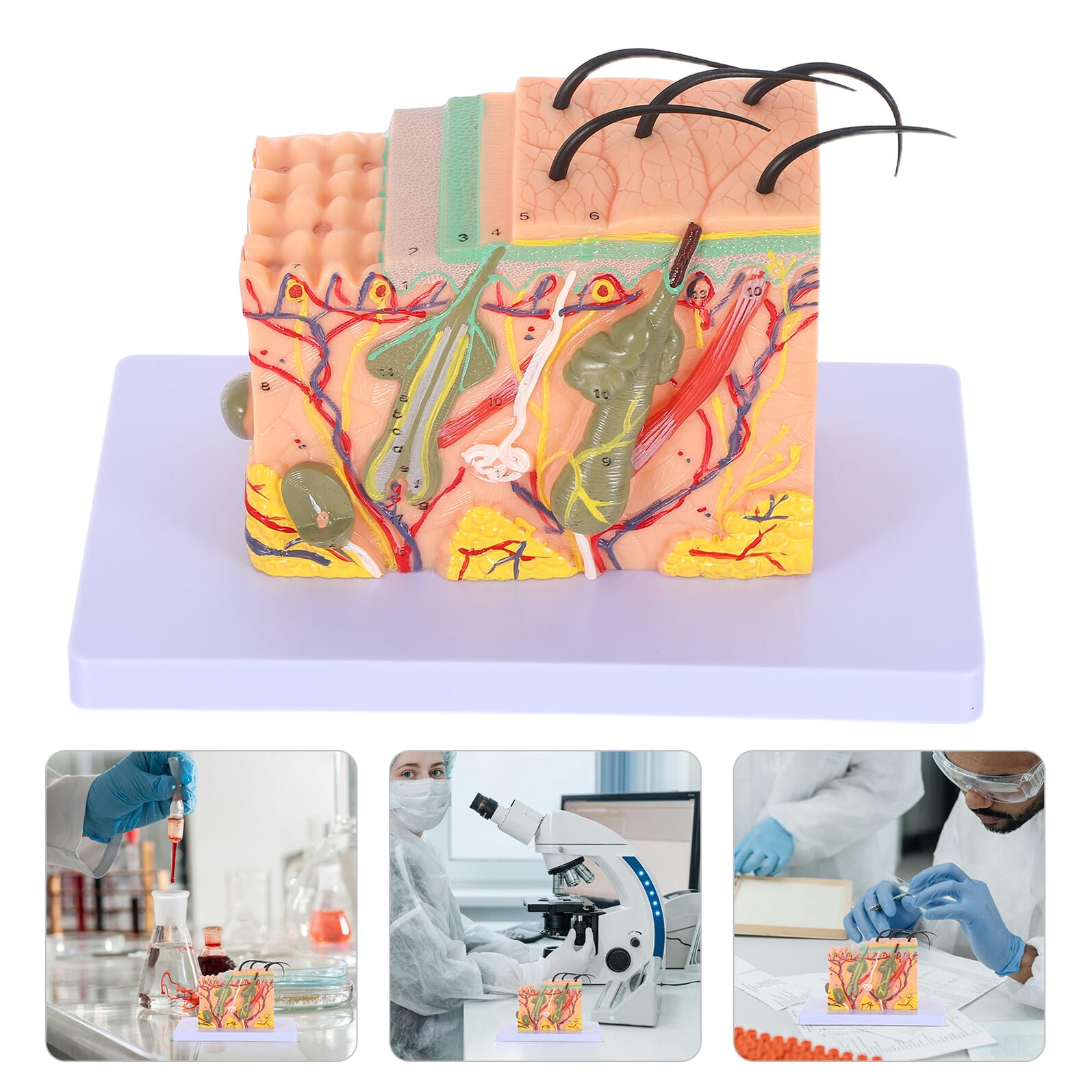 Modello Didattico di Anatomia della Pelle Umana Ingrandito 35 Volte Modello Anatomico Sezionale per Formazione Medica Strumento Scientifico per Scuole e Laboratori di Biologia