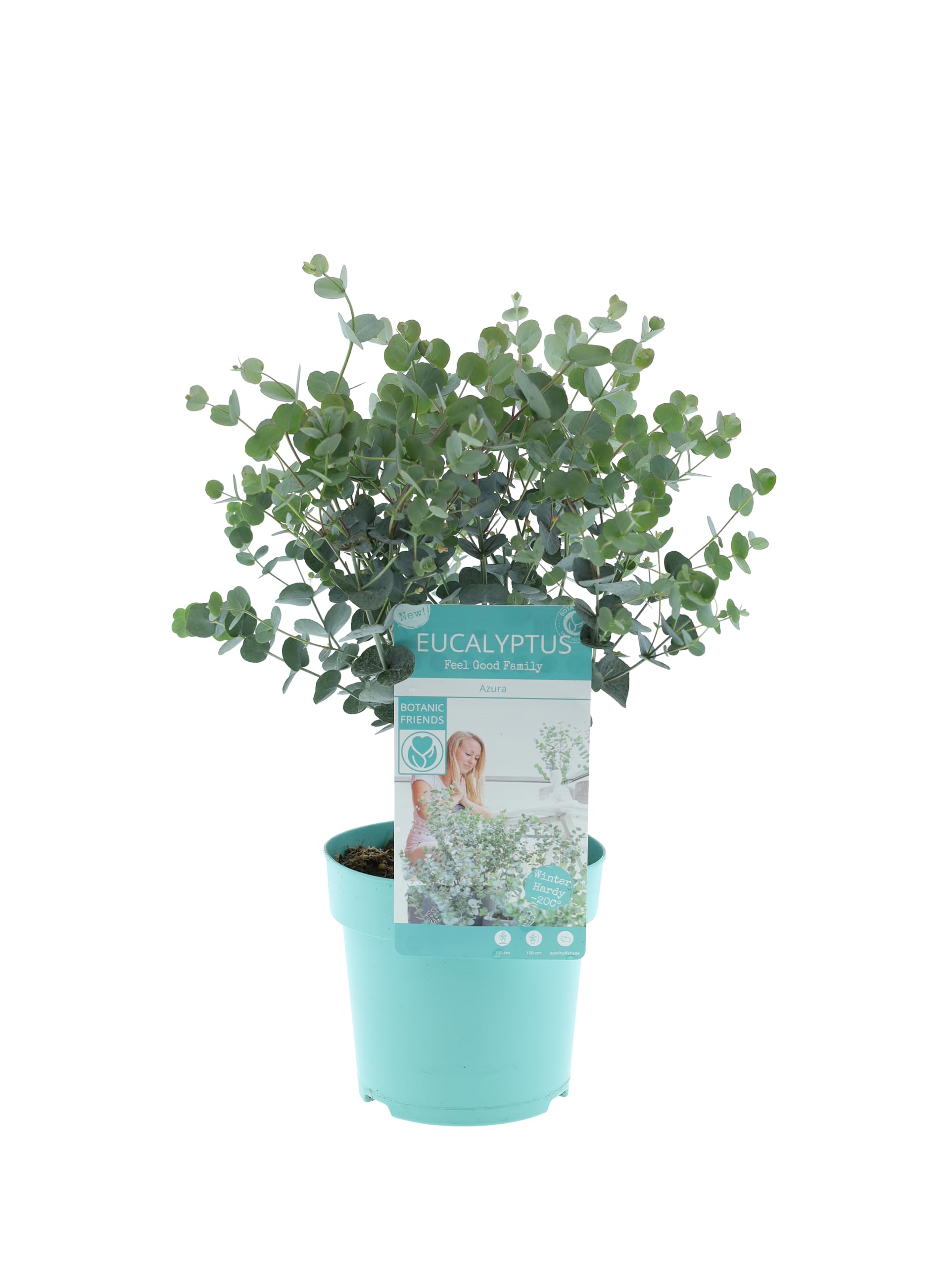 Eucalyptus gunnii Azura Strauch – Winterharter Eukalyptus für Garten & Terrasse, Aromatische Blätter, Pflegeleicht, Zierpflanze im Topf (1)