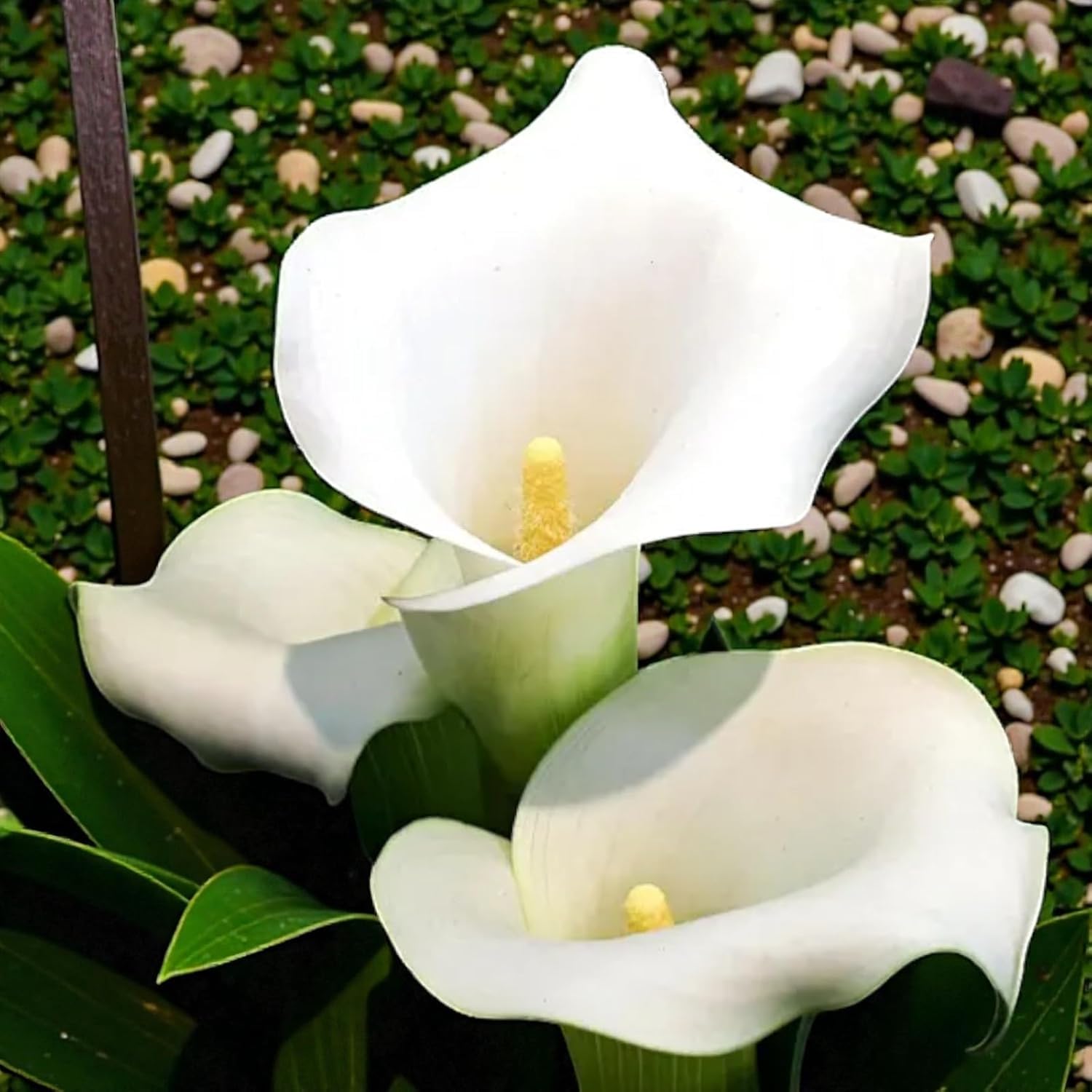 Perennial Calla Lily Bulbs | Summer Flowering Outdoor Garden Plants | Stunning Floral Display-i-2Bulbs