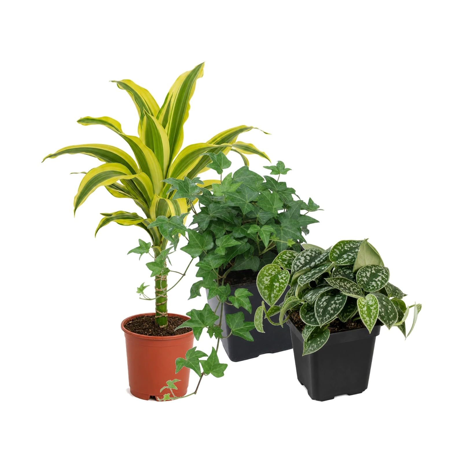 Pack 3 Plantas: Riego Moderado DECOALIVE