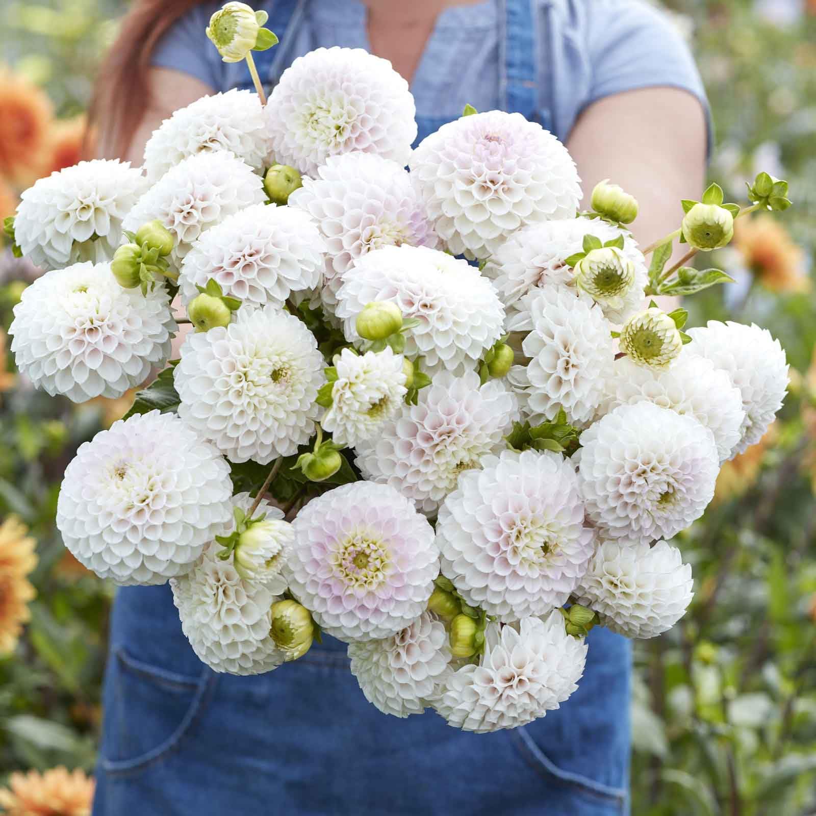 Eden Brothers Dahlia Bulbs Ball Pink Pearl