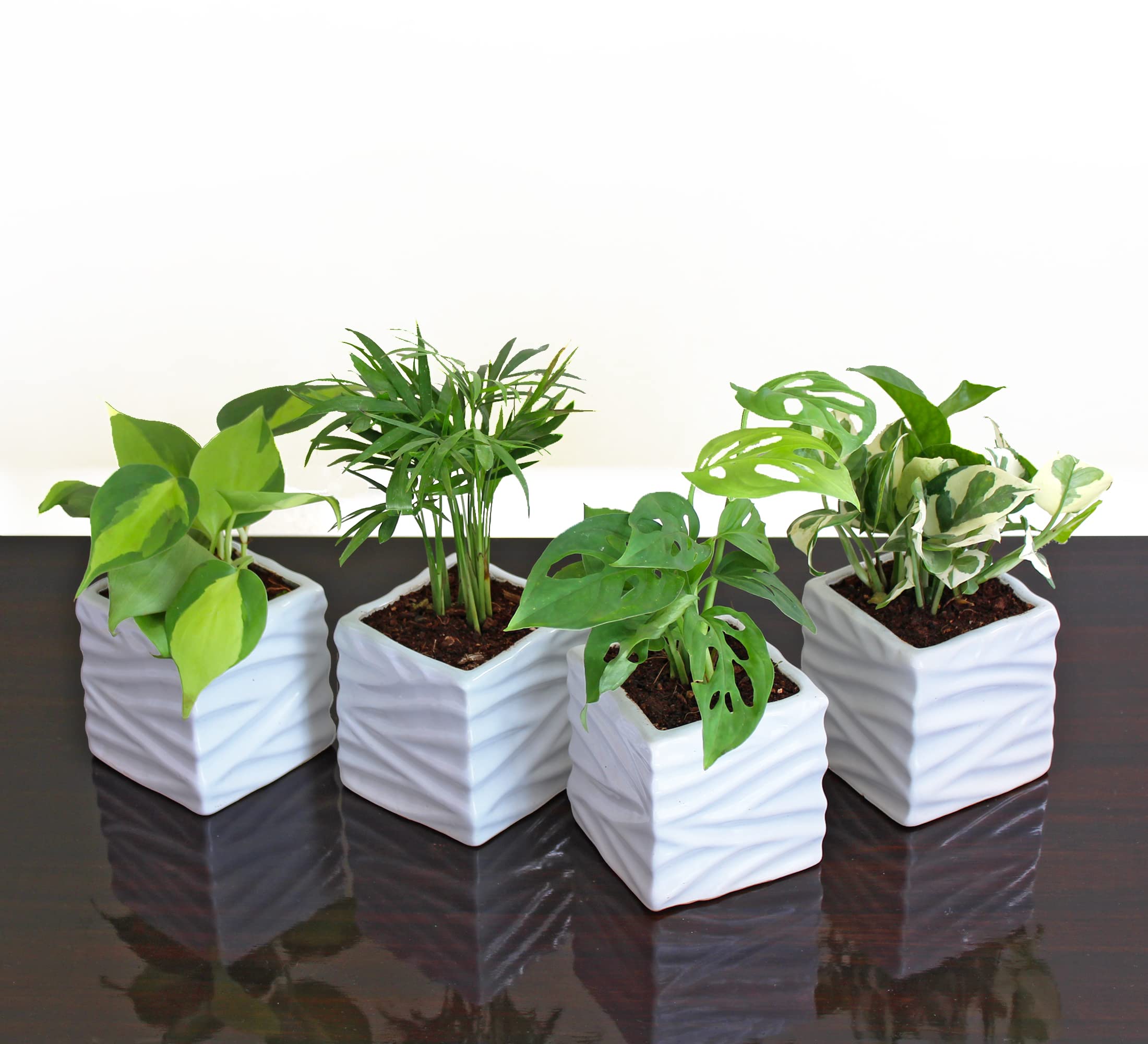 Rolling Nature Combo of 4 Indoor Plants Heart Leaf Philodendron Oxycardium Variegated, Parlour Palm Chamaedorea Elegans, Broken Heart Monstera and NJoy Money Plant in White Square Wave Ceramic Pot (B0BT81GGL4) Amazon Price History, Amazon Price Tracker