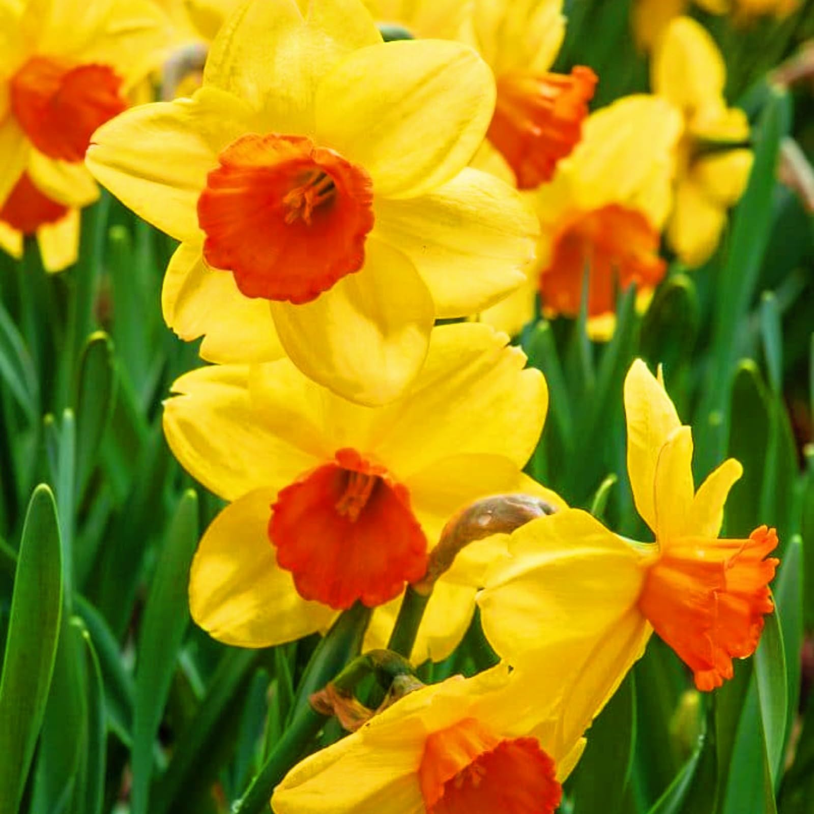 水仙花 Amazon｜水仙の球根 水仙花 スイセン 球根 美しい庭の花 多年草