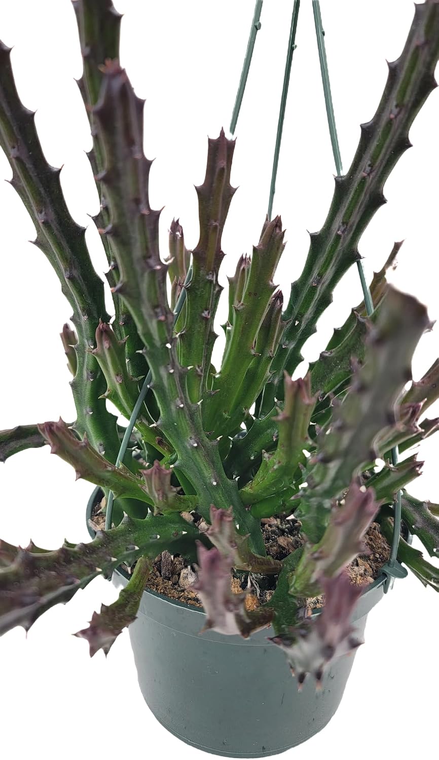 Lifesaver Plant with Purple Flowers - Live Plant in Pot - Stapelia Mutabilis - Beautiful Indoor Outdoor Cacti Succulent Houseplant with Exotic Blooms (Multiple Plants, in a 6" Hanging Pot)
