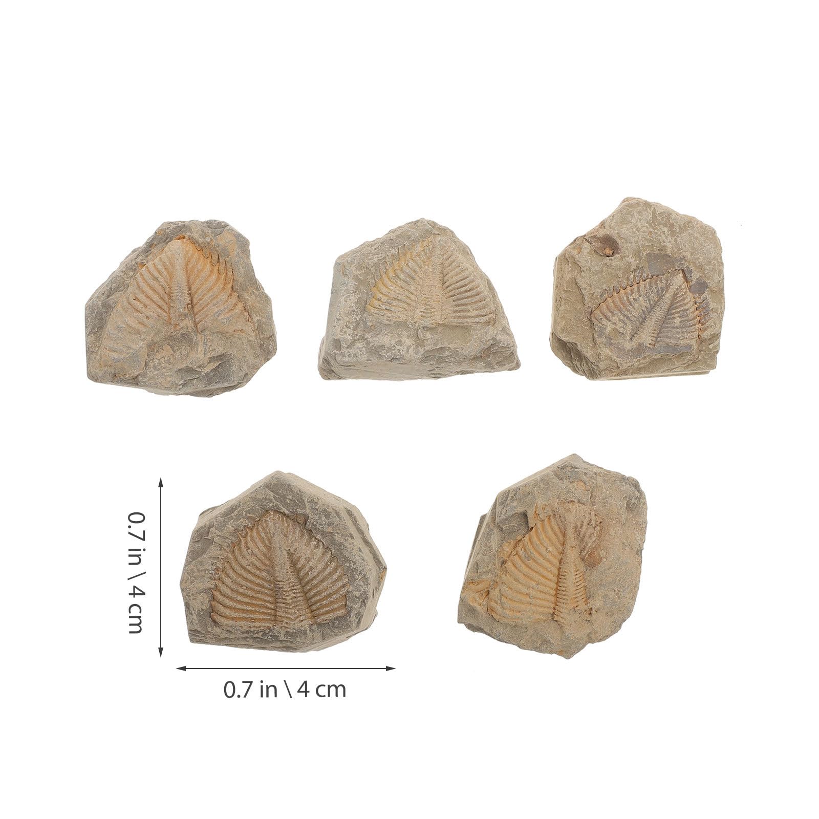 Fossiles de Trilobites Naturels 5 Pièces, Spécimens Pédagogiques Uniques Aléatoire, Modèle de Simulation D’arthropode Ancien pour Collection et Enseignement Scientifique