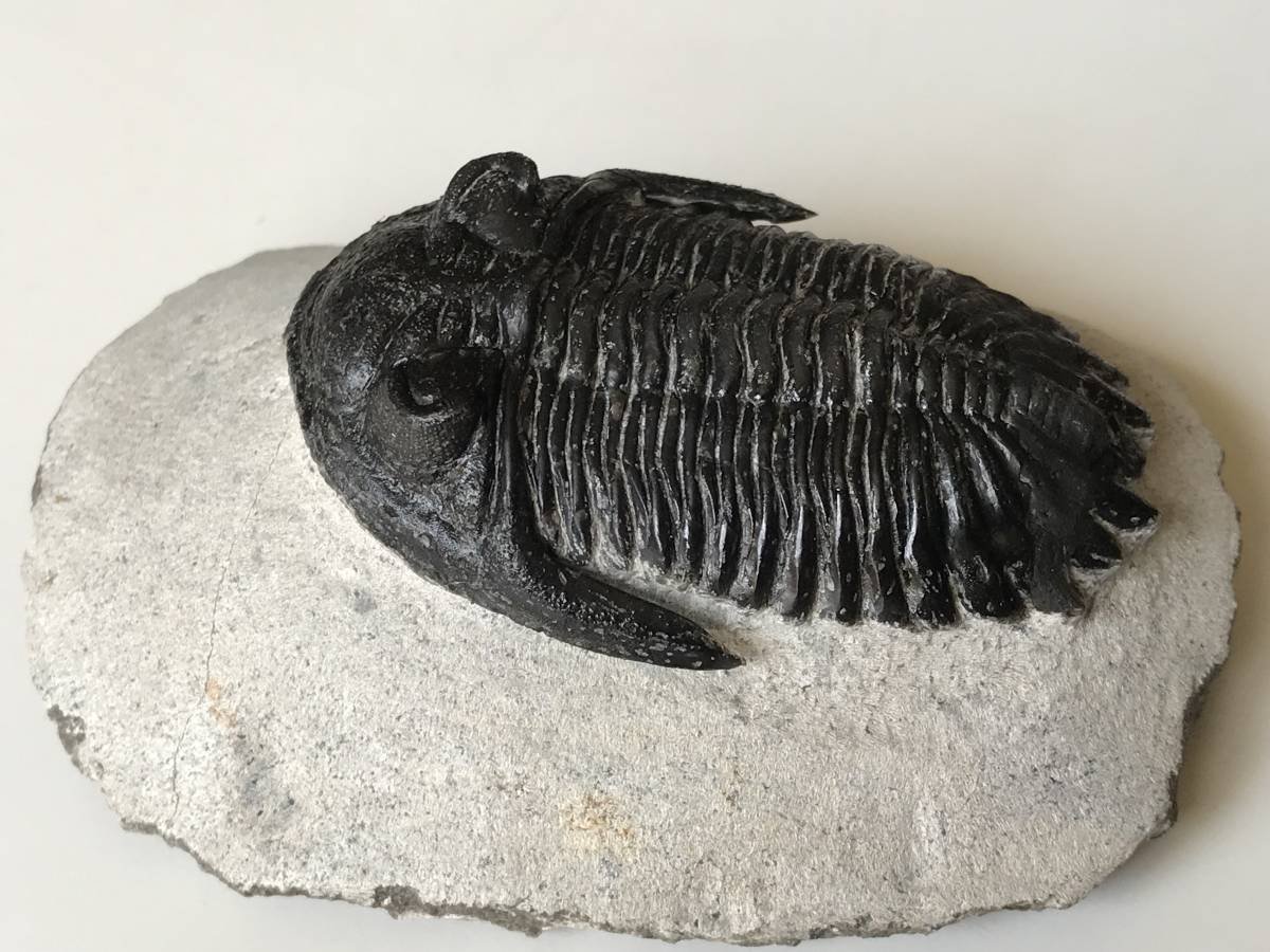 三葉虫 ホラルドプス 化石 Amazon | 古生代デボン紀の三葉虫「ホラルドプス」化石 | 化石・発掘