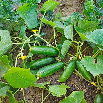 100+ Organic Cucumber Seeds for Planting-Pickling Cucumbers Seeds Non-GMO Delicious Heirloom Vegetable Fruit Seed Garden Home