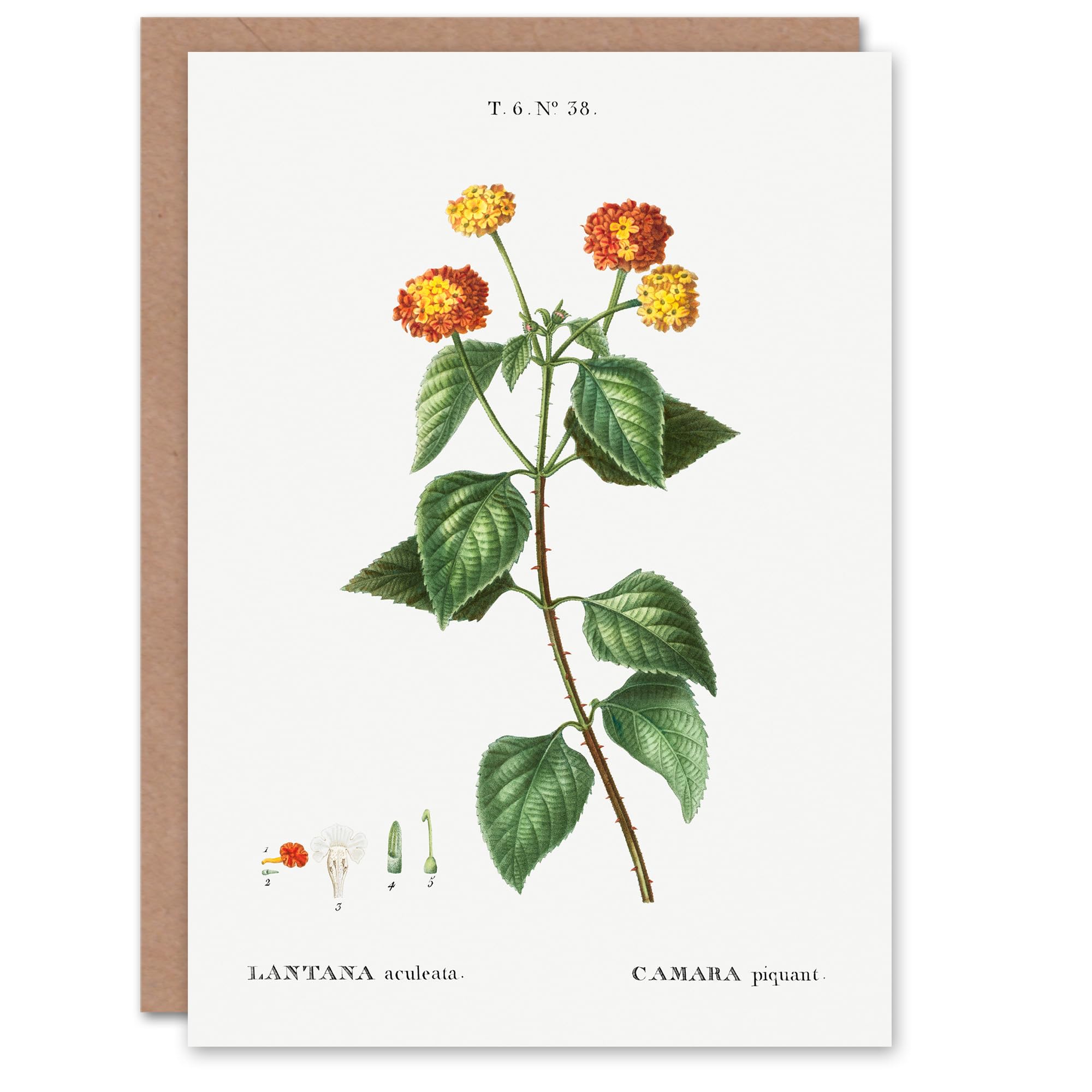 Artery8 Pierre-Joseph Redouté Art Card Lantana Plant Vintage Botanical Illustration