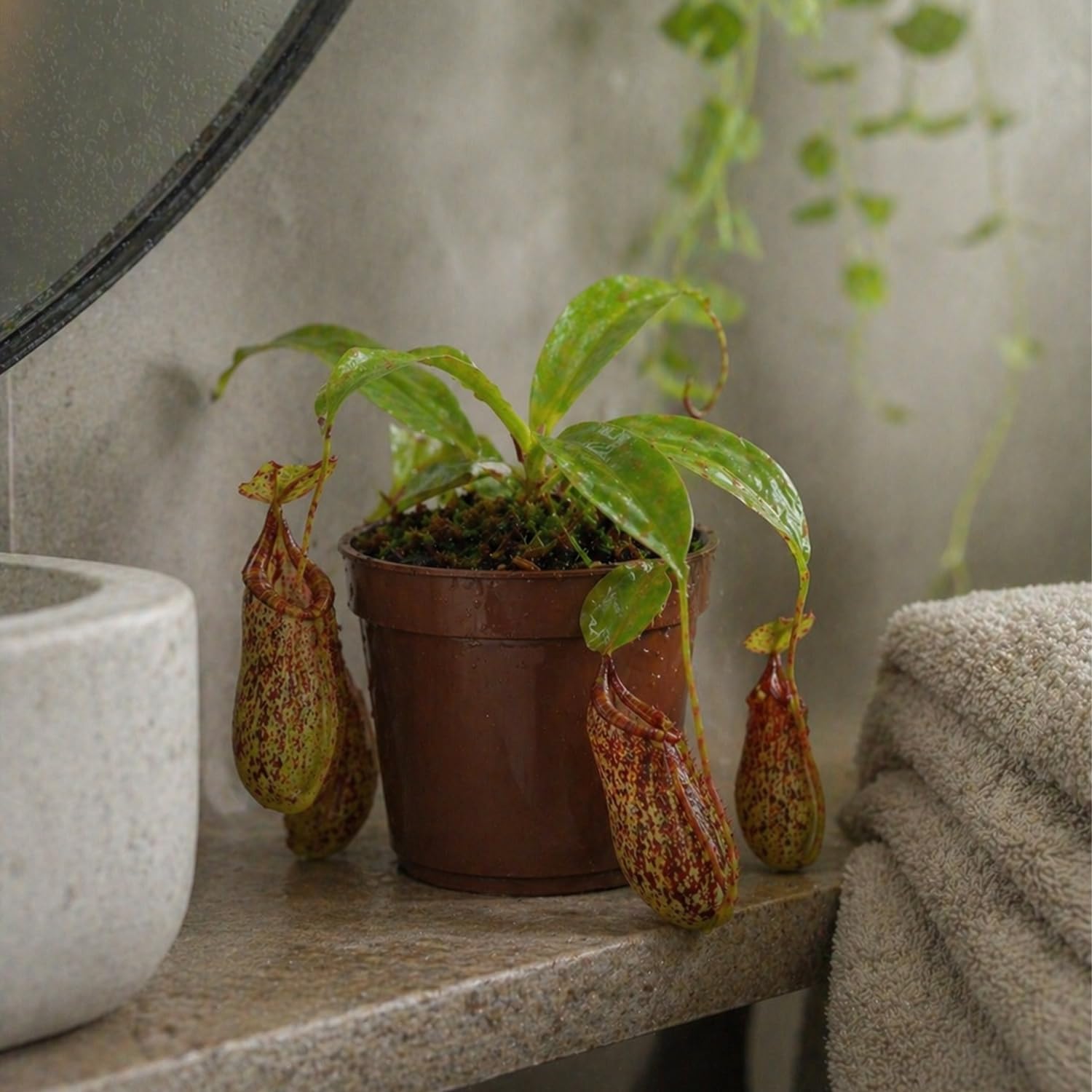 Live Nepenthes 'St Gaya' Carniverous Plant - 'St Gaya Tropical Pitcher Plant' - ragnaroc Carniverous Tropical Plant in 4" Growers Pot - 1ct - Live Arrival Guaranteed - House Plants for Décor & Gift