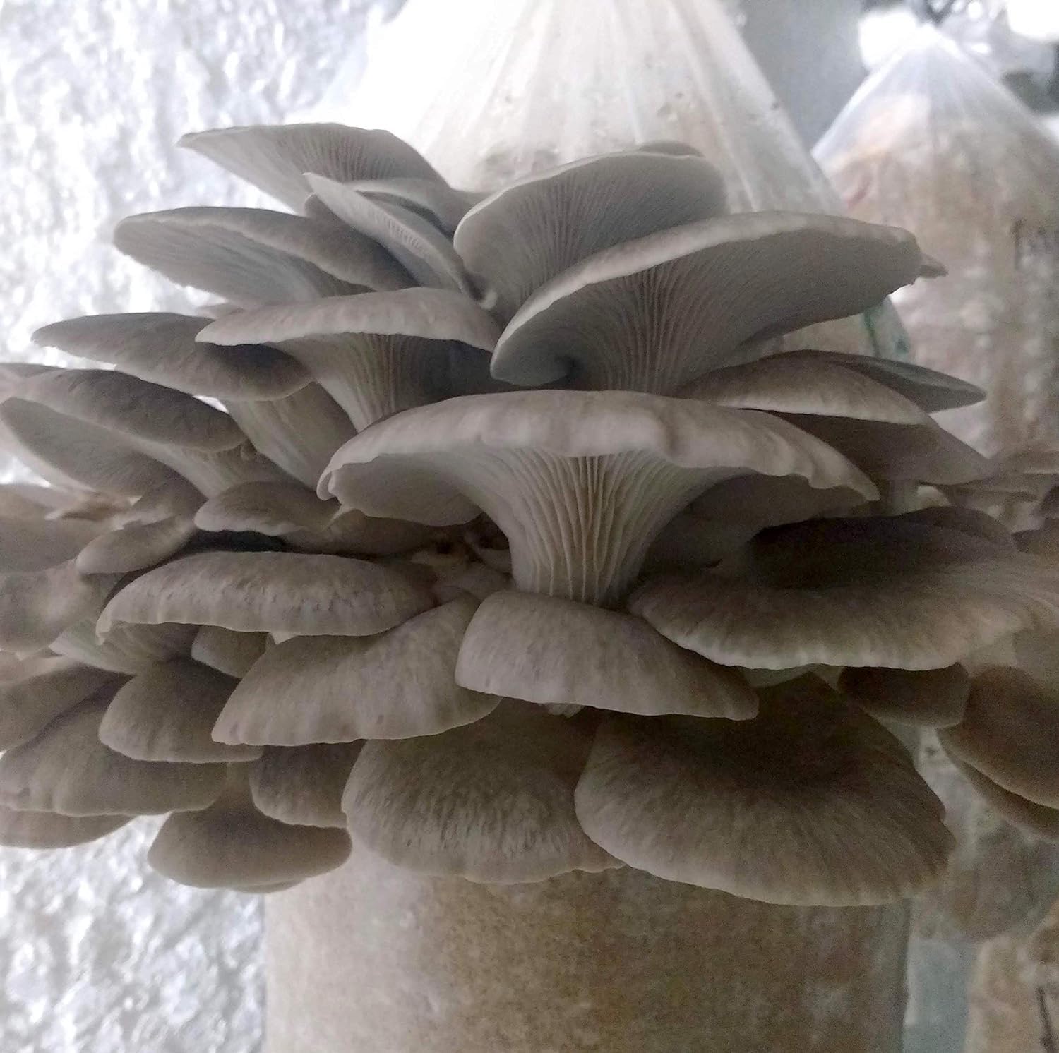 100 Phoenix Oyster Mushroom Plug Spawn to Grow Gourmet Medicinal Mushrooms at Home or Commercially on Logs or Stumps