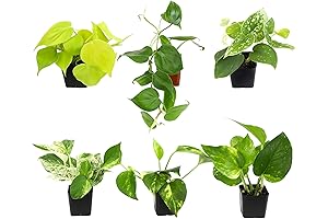 Stunning Pathos Plant Set Enchants Home Decor