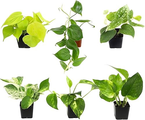 Plants for Pets - Abundantes Pothos y Filodendro (paquete de 6), planta viva de Pothos para decoración, plantas de oficina, plantas reales, planta