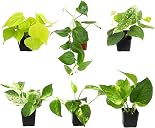 pothos Top2商品