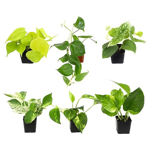 Plentiful Pothos & Philodendron (6-Pack), Pothos Live Plant Decor, Office Plants, Real Plants, Easy Indoor Plant, House Plants Indoors Live Plants Indoor Plants Live Houseplants by Plants for Pets - 2" Assorted Pothos, 6-Pack