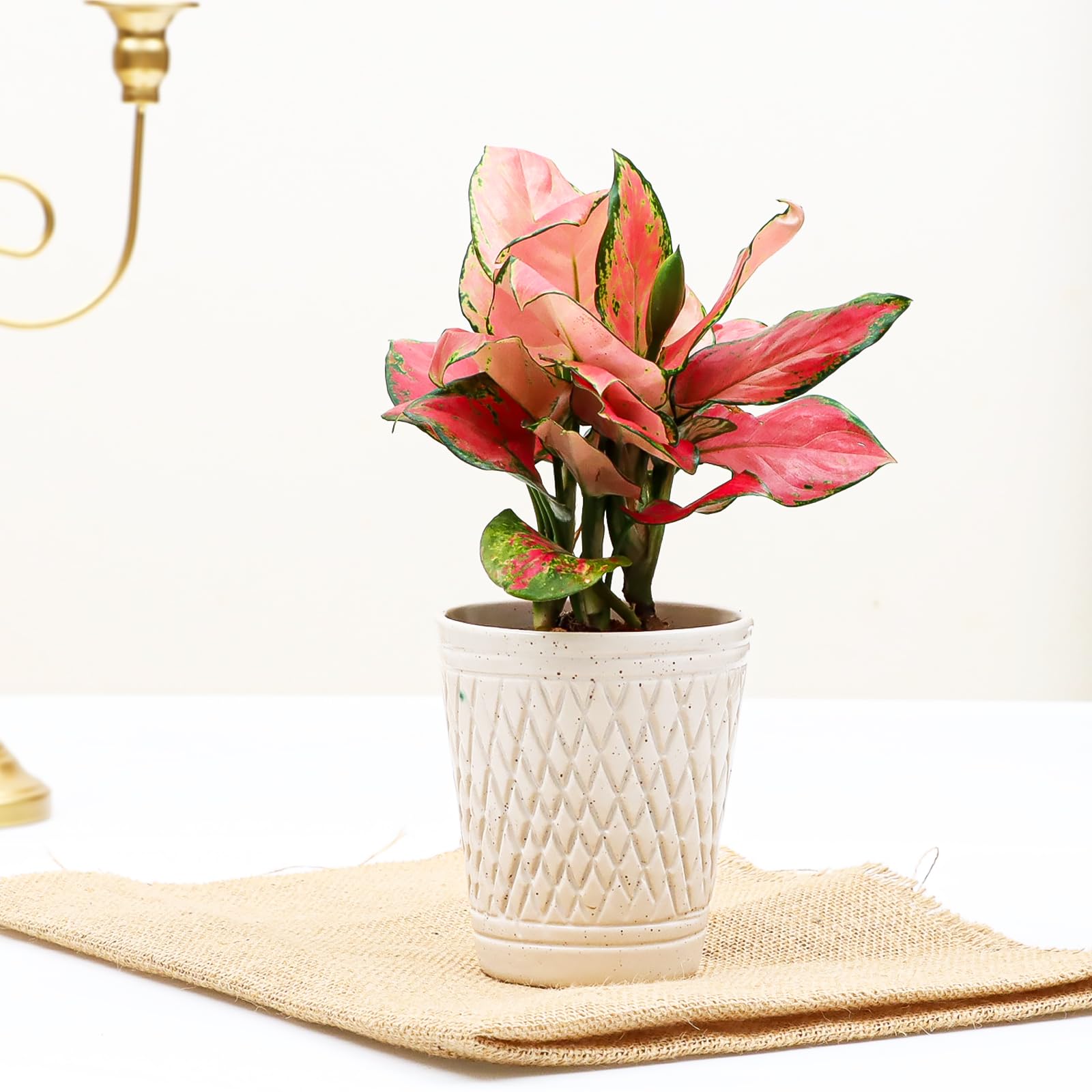 Flora Dlite Pink Aglaonema Plant with Plant Pots, White Ceramic Pot, Indoor Live Plant for Home D�cor (B0D8TZCTPF) Amazon Price History, Amazon Price Tracker