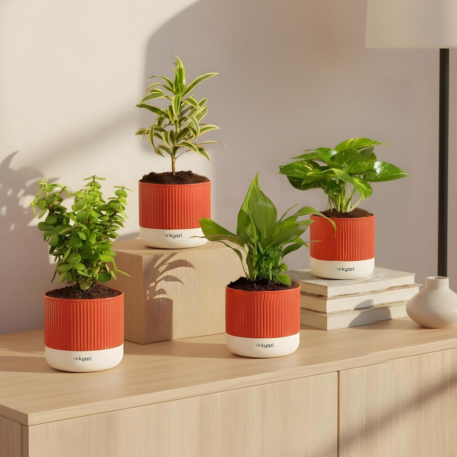Kyari Combo of 4 Indoor Plants – Jade, Peace Lily, Song of India, Money Variegated with Red Brick Self-Watering Mylo Pot – 3.5 Inch