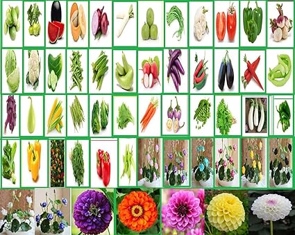HUDGLE - Combo Pack Of 53 Vegetable Seeds For Terrace And Kitchen Gardening