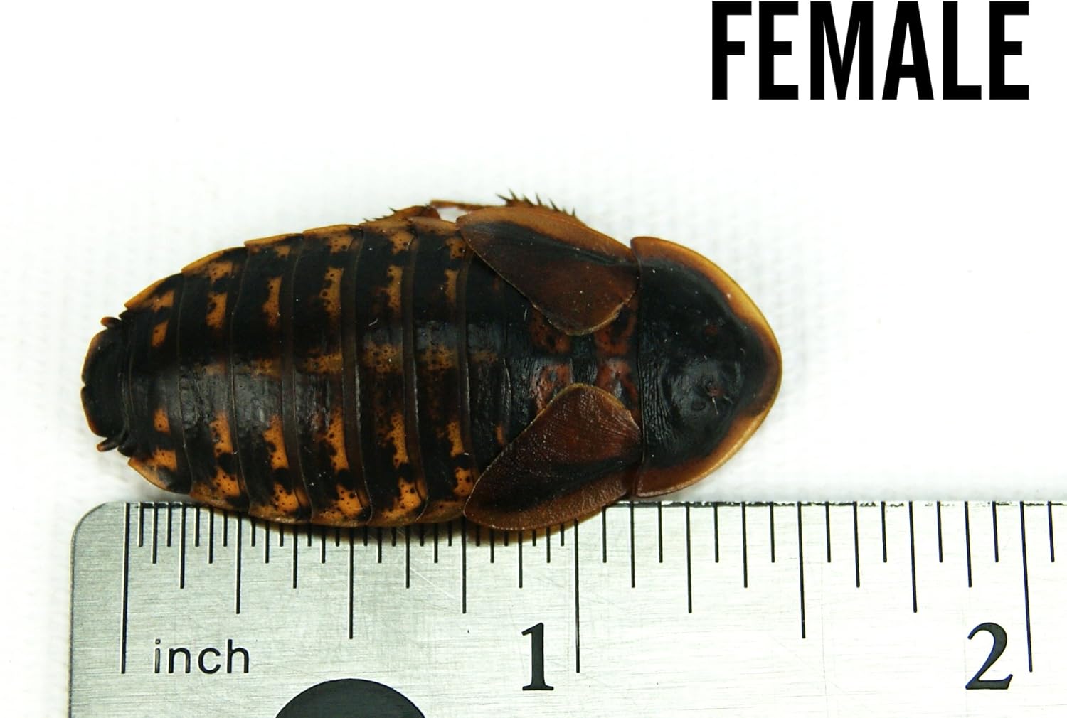 Josh's Frogs Adult Female Dubia Roach (25 Count)