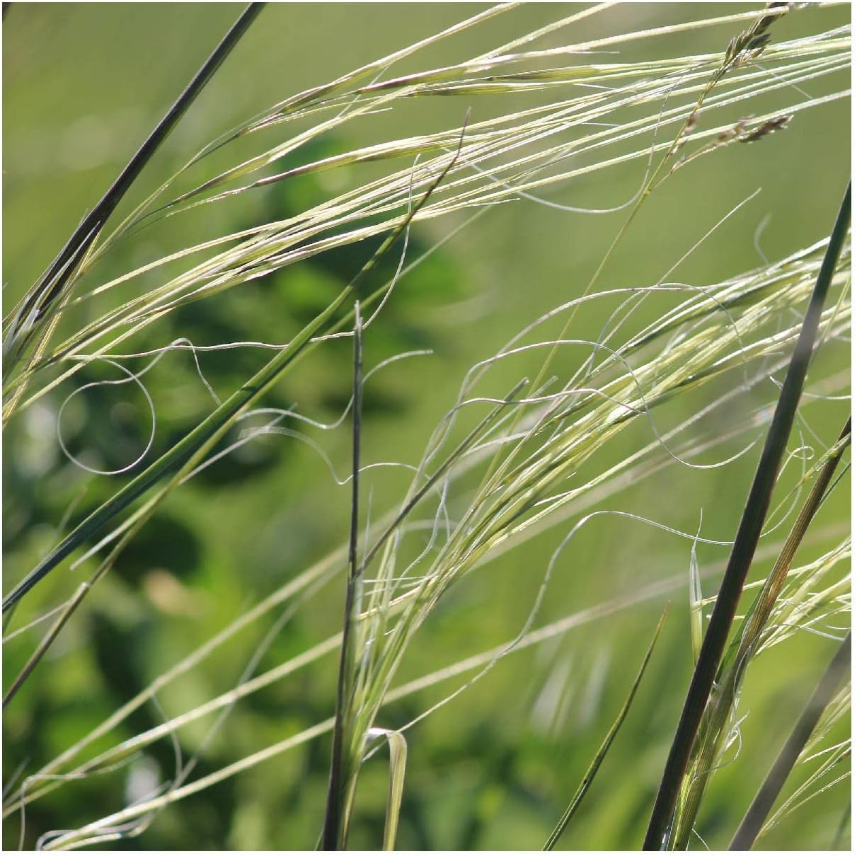 Everwilde Farms - 1 Oz Untrimmed Porcupine Grass Native Grass Seeds - Gold Vault