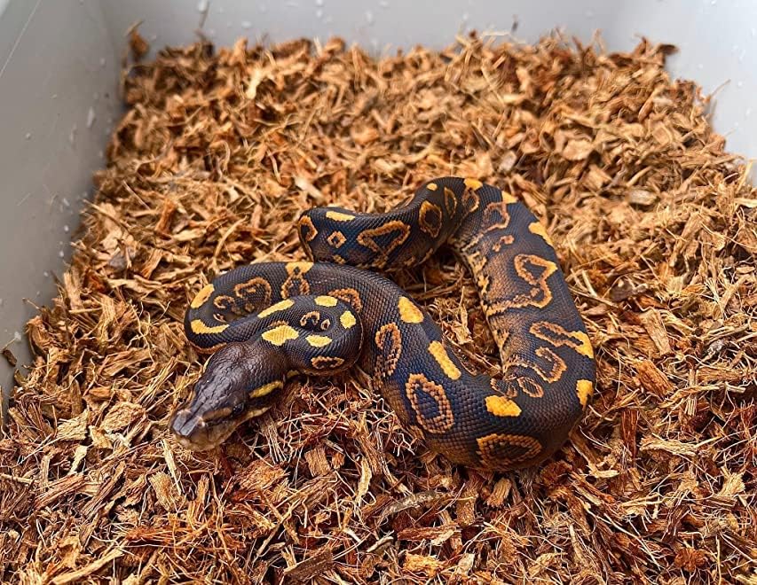 Miniatura 4 de Microchip - Mezcla de sustrato de coco fino y chips de cáscara de coco para tanques de terrario bioactivos, reptiles, invertidos, ranas, tarántulas