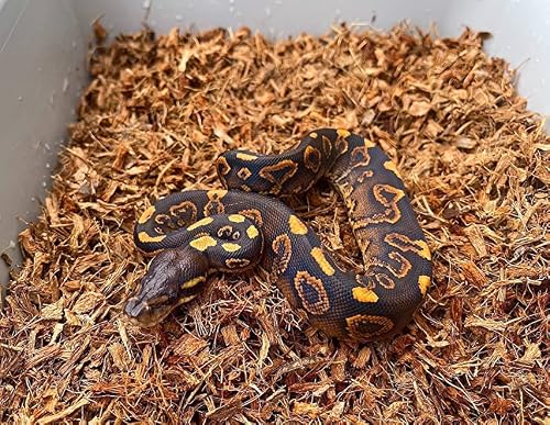 Microchip Fine Coconut Substrate and Coco Husk Chip Mix Bedding for for Bioactive Terrarium Tanks, Reptiles, Inverts, Frogs, Tarantulas, and Geckos Bedding for Terrarium Floor Cover (12 Quart) - Thumbnail 4