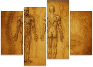 4Pcs Canvas Medical Wall Art Framed Wall Art for Clinic Hospital Detailed Human Anatomy Sketch Muscular Skeletal Structures Modern Wall Decor Prints Pictures on Artworks Home Decor