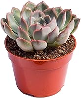 Vista 7 de Planta suculenta Echeveria viva - Suculenta Echeveria de 4 pulgadas con raíces completas (Echeveria Benitsukasa)