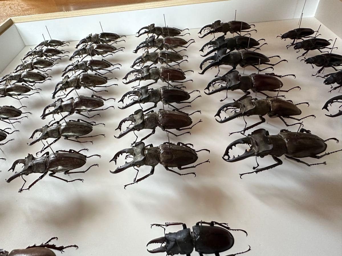 昆虫標本 カブトムシ クワガタ ミヤマクワガタ セット まとめ ドイツ箱
