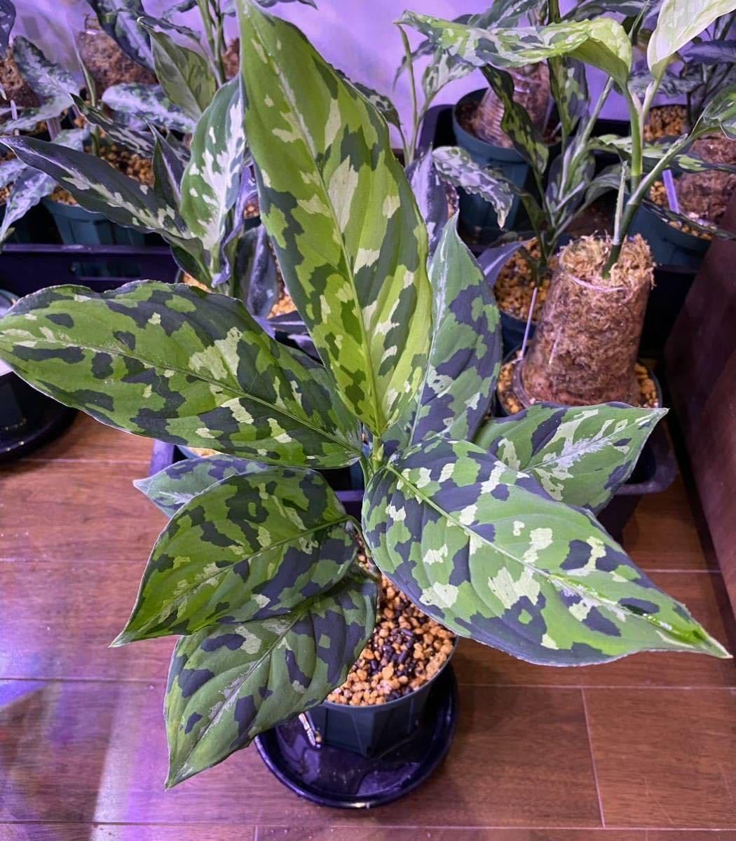 Amazon.co.jp: AZ便Aglaonema pictumマルチカラー白玉 D.F.S from 