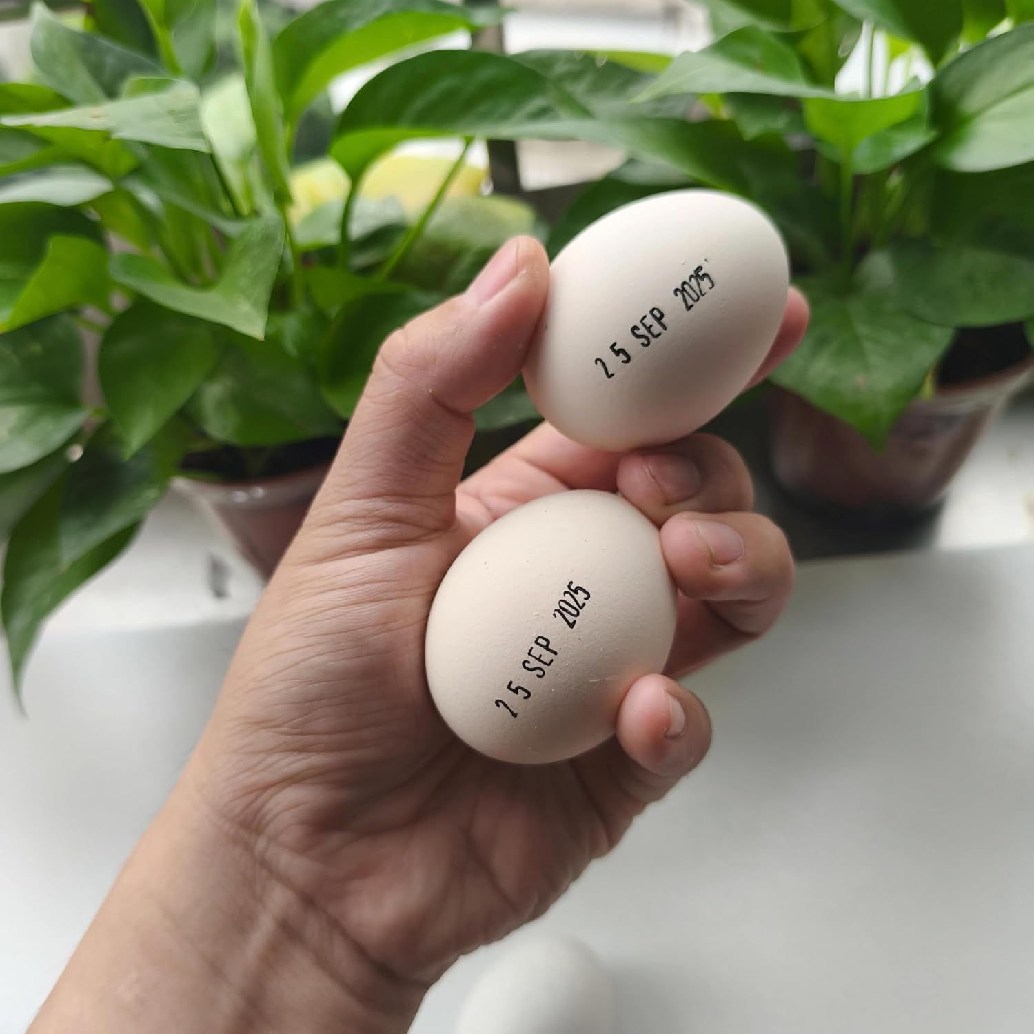 Date Stamp for Eggs and Office Use, Egg Date Stamp with Black and Red Ink Pads, Rotating Dates Stamper for Fresh Eggs, Chickens, Ducks, Turkeys, Geese, and Office Documents(Brown)