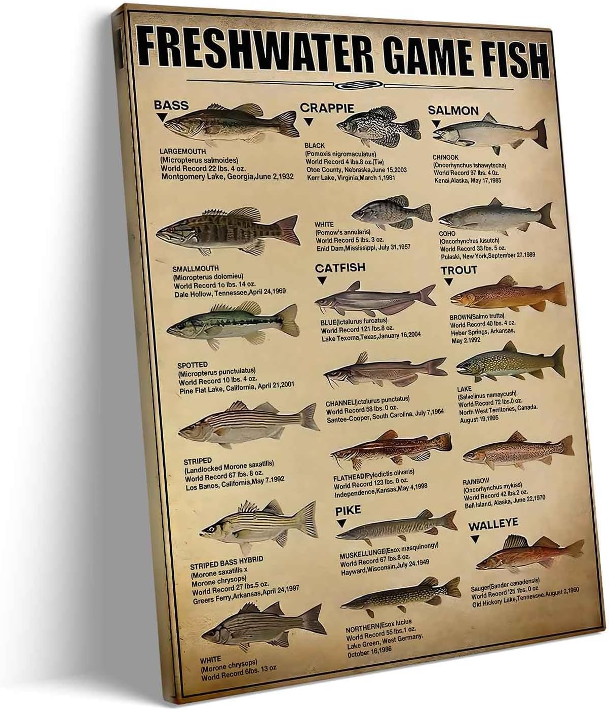 Amazon.com: Freshwater Game Fish Canvas Wall Art, Educational Fishes ...