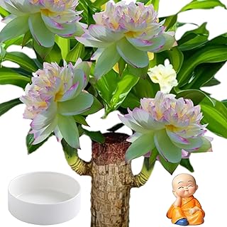 Brazilian Lucky Wood & Lucky Growth Kit,Grow Your Own Luck,Mini Sculpture Art,Good Luck Offices, Kitchens, Living Rooms, Home Decorations (A)