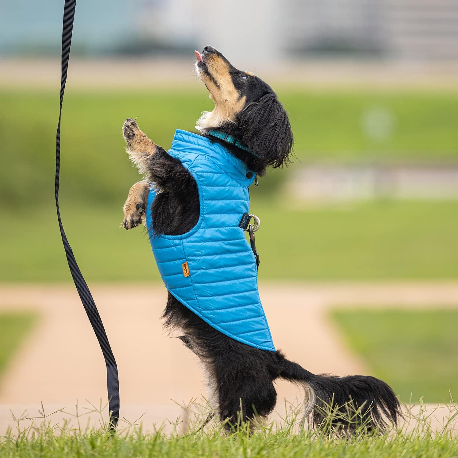 Gooby Puffer Vest Dog Jacket - Blue, Large - Ultra Thin Zip Up Wind Breaker with Dual D Ring Leash - Water Resistant Small Dog Sweater Coat - Dog Clothes for Small Dogs Boy or Medium Dogs : Pet Supplies