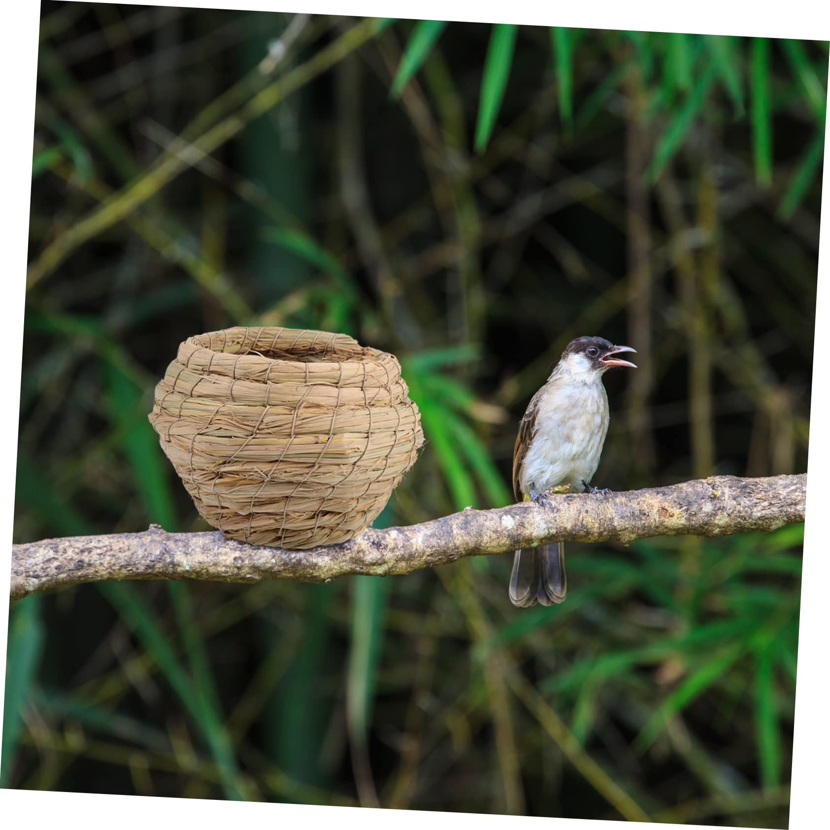 6 Pezzi Nido per Uccelli Naturale per Nidificazione e Resistente e Traspirante per Uccelli Domestici