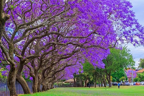 Miniatura 2 de Blue Jacaranda Tree Seeds - 25 Semillas - Árbol exótico