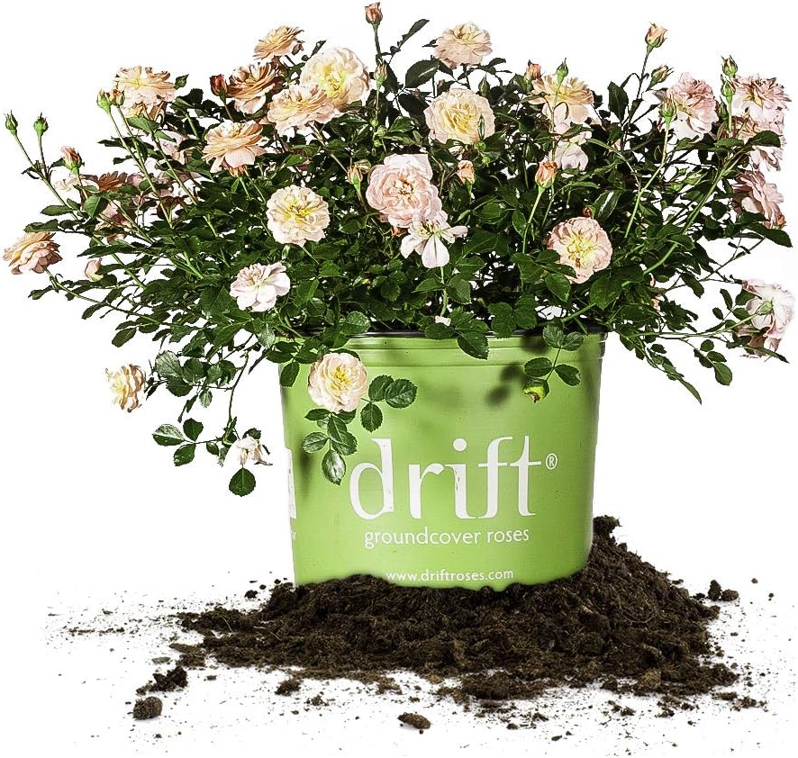 Apricot Drift 3 Gallon